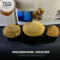 Fosil Kerang Natural A37 atau Fosil Bivalvia atau Fosil Kijing Alam