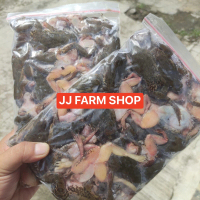 Kodok beku katak beku pakan makanan arwana ikan predator FRES SEGAR