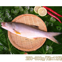 新鮮市集 人氣原味午仔魚12尾(250-300g/尾)