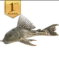 Pleco Hitam 7-8cm+ Ikan Hias Aquarium Aquascape Sapu Sapu Tanaman Air -
