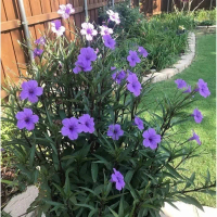 Tanaman Hias Ruellia Mexicana Petunia / Ruellia Tegak Bunga Ungu tanaman hias hidup