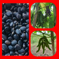 20 BUTIR BIJI/BENIH KACANG KORO BENGUK Tanaman
