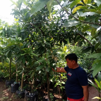 Tanaman pohon buah mangga manalagi / Harum manis / okyong / 2 meter