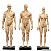 人體肌肉模型 骨骼繪畫CG參考標版解剖美術臨摹雕塑仿真 人體模型ey