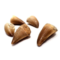 1 PC 65+ Million YEAR Old Dinosaur Mosasaur Fossil Tooth! Genuine Dinosaur Fossil Teeth from the Lat