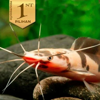 Lele Sapi Belang (L) Clarias Catfish Ikan Hias Aquarium Aquascape -