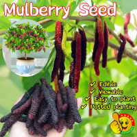 (200เมล็ด/ซอง) Sweet Dwarf Mulberry Seeds Rare Mulberry Fruit Seeds for Planting