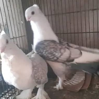 BURUNG MERPATI HIAS SANTINET SEPASANG