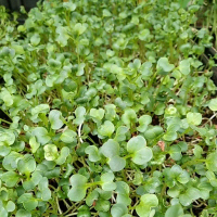 Sayuran Microgreen White Radish 50 gr Siap Makan