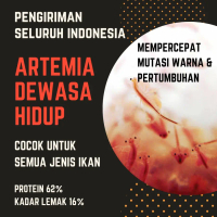 Artemia dewasa  - pakan ikan laut & ikan tawar