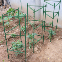 西紅柿架番茄陽臺種植支架黃瓜豆角爬藤架月季花支架植物固定架