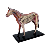 Animal Organ Anatomy Model 4D Horse Intelligence Assembling Toy Teaching Anatomy Model DIY Popular Science Appliances