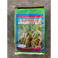 (1KG) BENIH BIBIT PADI SUPADI 56 ORIGINAL BERKUALITAS UNGGUL KEMASAN 1KG