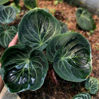 PROMO MURAH Bibit-Biji Tanaman Hias Anthurium King of Spades Cocok untuk Penggemar Tanaman Hias Muda