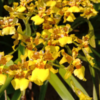 Anggrek Oncidium Golden Shower
