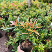 Tanaman Hias Pohon Pucuk Merah Bibit Tanaman Pucuk Merah Tanaman Hidup Pohon Pucuk Merah Termurah