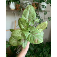 Tanaman Syngonium Confetti / sengonium konfetti / singonium konfeti
