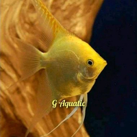 ikan manfish Golden size L