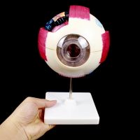 眼球解剖模型塑料人體眼球模型6倍大眼睛放大模型眼珠可拆卸眼構造五官眼科教學模型立體醫學演示教具