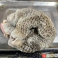 BABAT SAPI / PACKINGAN 1KG / JEROAN SAPI SUDAH BERSIH / FROZEN/BABAT SAPI FROZEN/