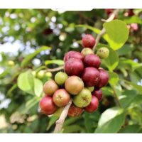 Bibit RUKEM tinggi  Pohon Tanaman Buah Super Unggul CEPAT BERBUAH Bentuk buah Bulat Merah Ungu