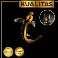 Koi Kabuto (L) Golden Slayer Ikan Hias Kolam Aquarium Aquascape Tanaman Air Tawar