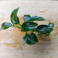 Anubias petit dekorasi akuarium ornamen akuarium hiasan akuarium tanaman aquascape