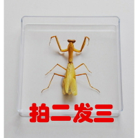 真昆蟲標本蜻蜓螳螂供小學生科普實驗幼兒園教學教具送朋友小禮物