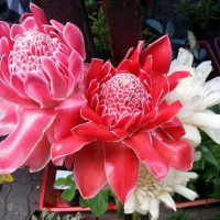 Bunga kantan segar dari ladang!! Borong bunga kantan