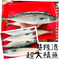 【天天來海鮮】基隆港超大鯖魚 產地：台灣
