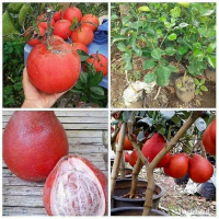 bibit tanaman buah jeruk bali merah...bibit red pamelo unggul bisa COD