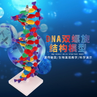 DNA模型雙螺旋結構模型組件脫氧核苷酸鏈堿基對遺傳基因高中分子結構模型dna