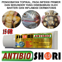 SHORI ANTIBIOTIK OBAT SALEP LUKA INFEKSI BAKTERI REPTIL SULCATA GECKO