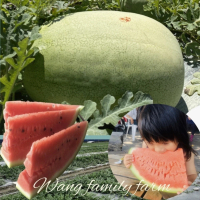 【黑貓嚴選】王家海派農場★特級★花蓮大西瓜(15.6kg±5%/顆)