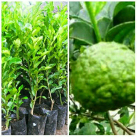 bibit buah jeruk sambal ( limau )