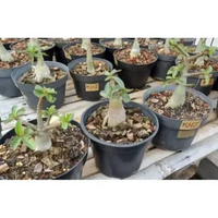 Tanaman hias adenium THAISOCO KAO HIN ZON (KHZ) SIZE A