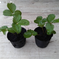 白草莓 草莓苗 植物 幼苗  盆栽 (2.5吋軟缽苗)