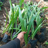 Bakung Lele Bunga Putih - Tanaman Hias dengan Daun Hijau Segar dan Bunga Putih