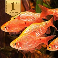 Paket Koloni ( Isi10) Rosy Barb / Barbir Ikan Hias Aquascape Hiasan Aquarium Tanaman Air -