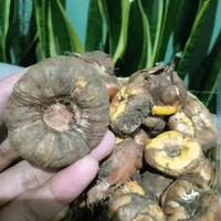 umbi bunga gladiol warna lengkap