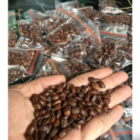 BIJI BENIH POHON TREMBESI /KIHUJAN BAUJAN POHON KAYAU AMBON