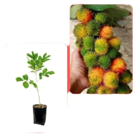 Bibit Buah Rambutan Rapiah Okulasi Artificial
