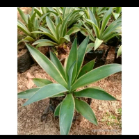 Tanaman hias agave siklok hijau