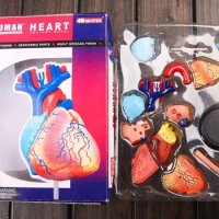 4D heart model colored heart assembled Human Anatomy dimensional model