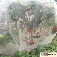 【宜家良品百貨】防鳥網 植物防蟲網罩櫻桃楊梅果樹防蟲防鳥網套蔬菜水果防果蠅套袋網紗網