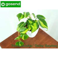 tanaman hias sirih gading philo brazil