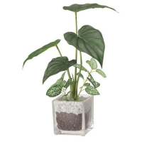 【NITORI 宜得利家居】觀葉人造植物擺飾 玻璃容器 Alocasia(觀葉人造植物擺飾)