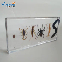 Transparent Resin Arthropods Centipede Spider Shrimp Locust Scorpion Embedded Specimens