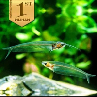 Lele Hantu Glass Catfish Ikan Hias Aquascape Hiasan Aquarium Tanaman -