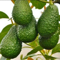 Bibit Tanaman Buah Alpukat Hass Australia - Benih Bibit Alpukat Hass Australia - Tanaman Alpukat Has
